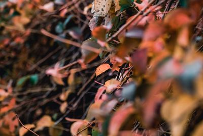 Full frame shot of plant