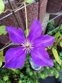 Close-up of purple flower blooming outdoors