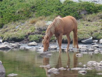 Elephant drinking water in lake