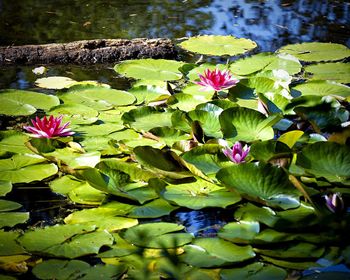 Lotus water lily in pond