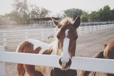 Horse behind fence