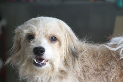 Close-up portrait of dog