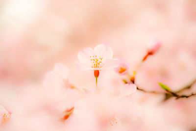 Close-up of pink flowers blooming outdoors