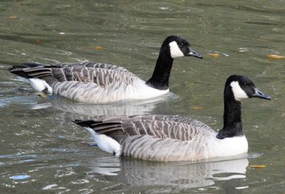 View of ducks in lake