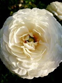 Close-up of white rose blooming outdoors