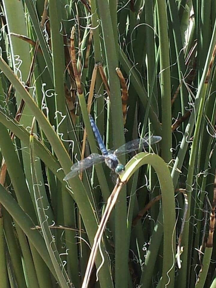 plant, growth, metal, grass, green color, close-up, leaf, nature, no people, outdoors, metallic, day, field, sunlight, wheel, high angle view, blade of grass, bicycle, focus on foreground, protection