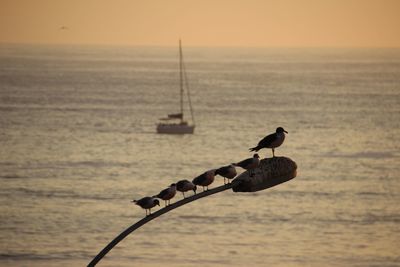 Birds perching on sea against sky during sunset