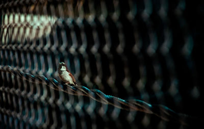 Close-up of bird perching on metal