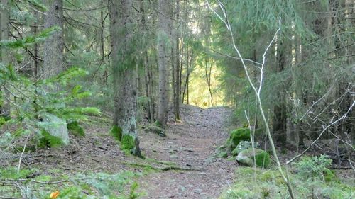 Scenic view of forest