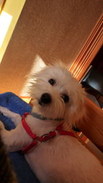 Close-up portrait of dog at home