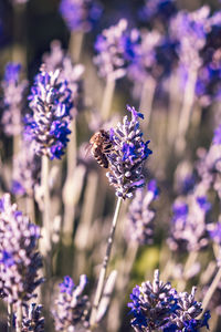 Close-up of purple flowering plants