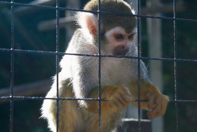 Close-up of monkey in cage at zoo