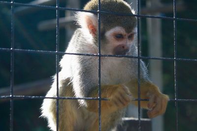 Close-up of monkey in cage at zoo