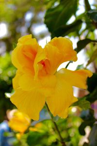 Close-up of yellow flowers blooming outdoors