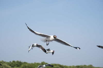 Low angle view of bird flying against clear sky
