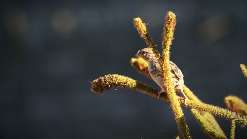 House sparrow perching on twigs