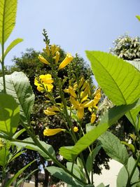 Close-up of yellow flowers blooming against clear sky