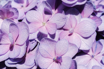 High angle view of pink hydrangea flowers