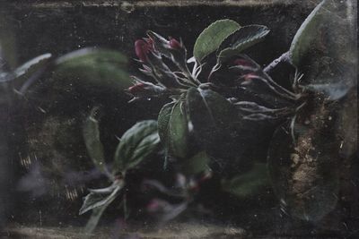 Close-up of jellyfish on glass