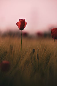 Close-up of red poppy flower on field