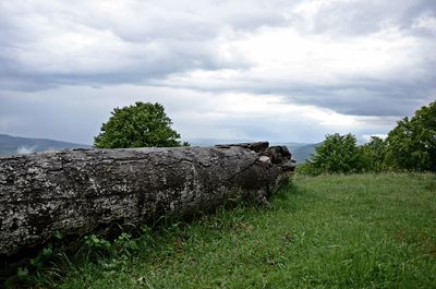 Trees on field against sky