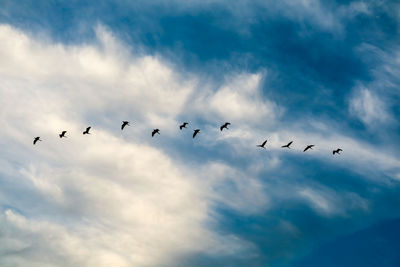 Low angle view of birds flying in sky