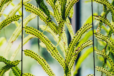 Close-up of green leaves