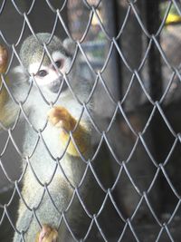 Monkey in cage seen through chainlink fence