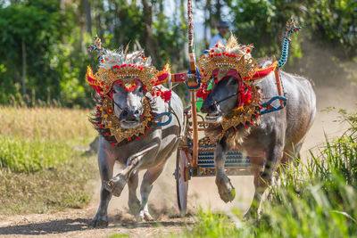 Two buffaloes running at traditional race