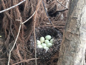 High angle view of bird in nest on tree