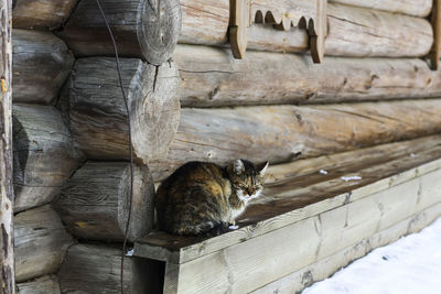 Cat sitting on stone wall