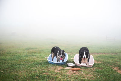 Dogs standing in bathtubs at yard