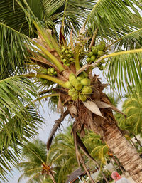 Low angle view of palm tree