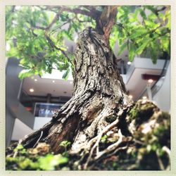 Close-up of tree trunk