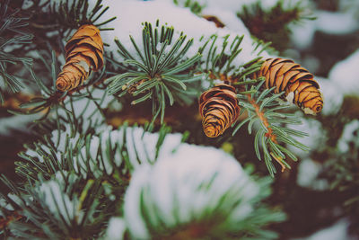 Close-up of pine cone on tree