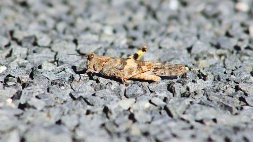 Close-up of insect