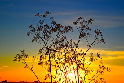 Silhouette plants against orange sky