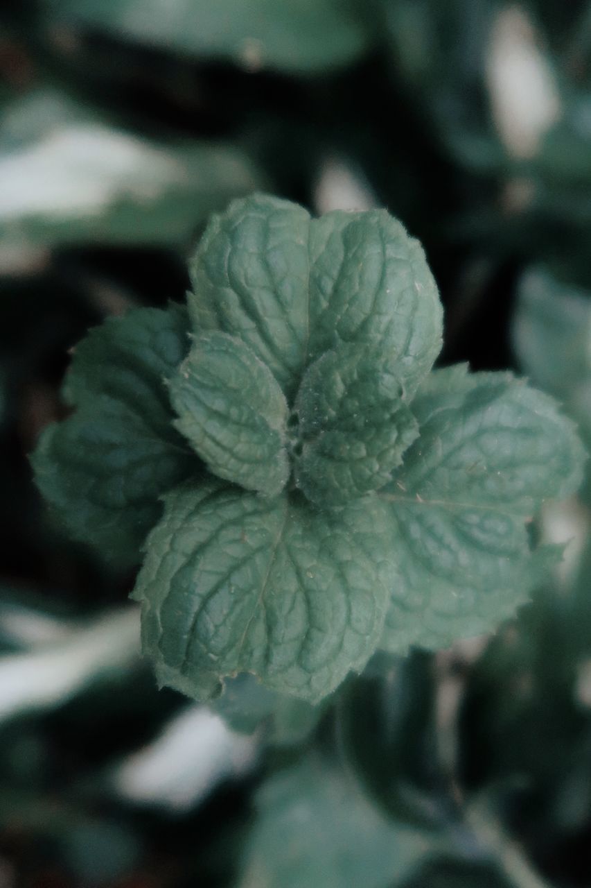 CLOSE-UP OF FRESH GREEN LEAVES OF PLANT