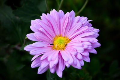 Close-up of pink flower