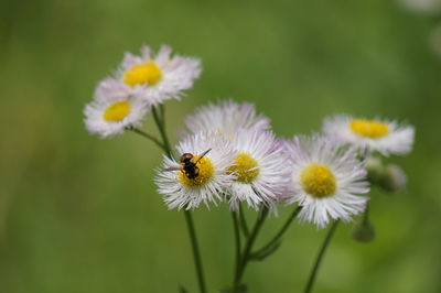 Close-up of bee pollinating on yellow flowers