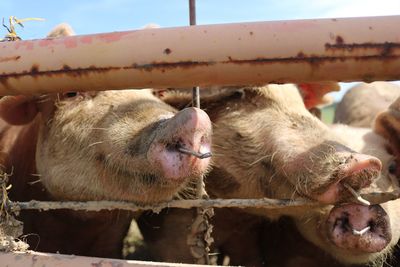 Close-up of pigs in farm