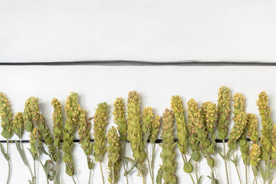 Close-up of flowering plants against sky