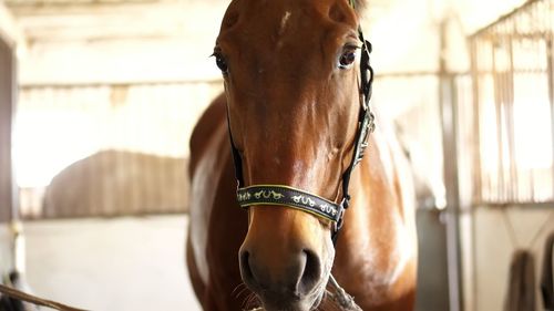 Close-up, horse muzzle with smart, big black eyes, in the stable. a brown young handsome horse