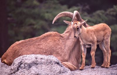 Brown mountain goats on rock formation at toronto zoo