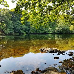 Scenic view of lake by trees against sky