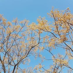 Low angle view of flowering plants against clear blue sky