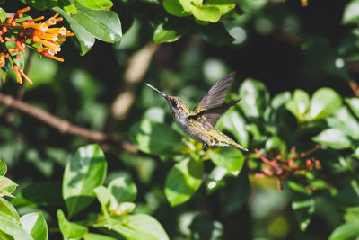 Butterfly flying over green leaves