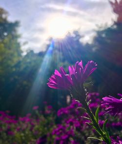 Close-up of pink flowering plant against bright sun