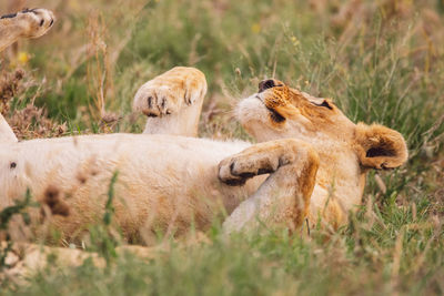 Lion cub on a field