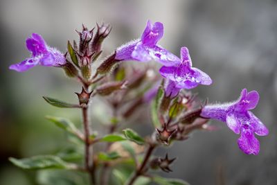 Close-up of raindrops on pink flowers